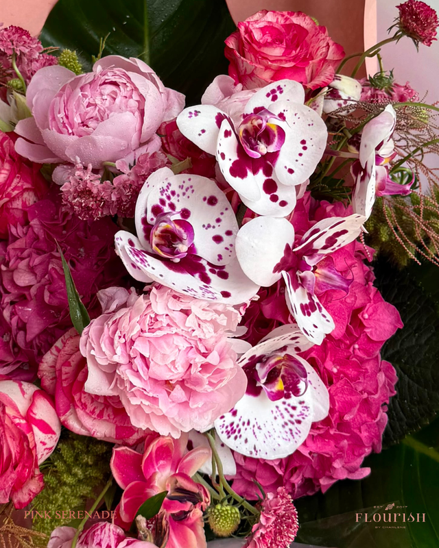 Pink Serenade