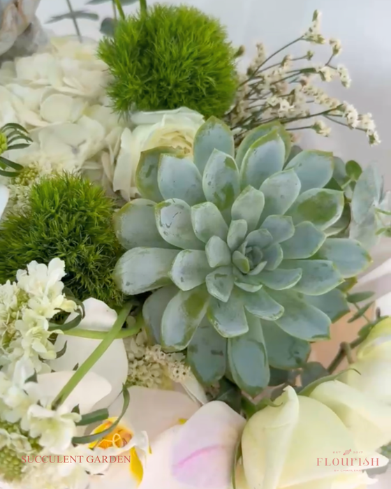 The Succulent Garden