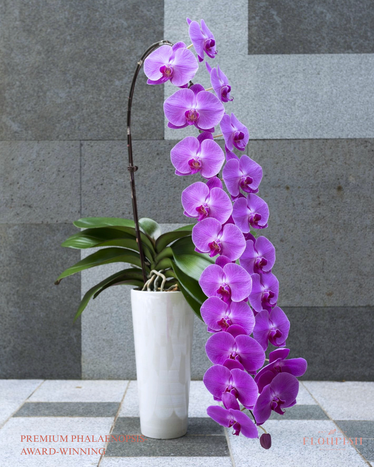 Premium Phalaenopsis- Award-winning