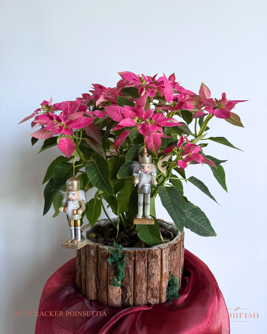 Nutcracker Poinsettia