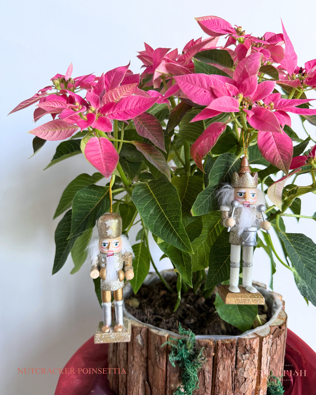 Nutcracker Poinsettia