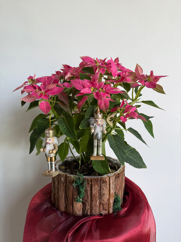 Nutcracker Poinsettia