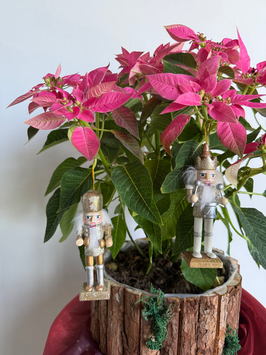 Nutcracker Poinsettia