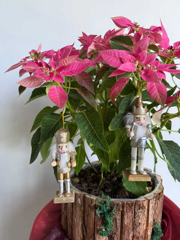 Nutcracker Poinsettia