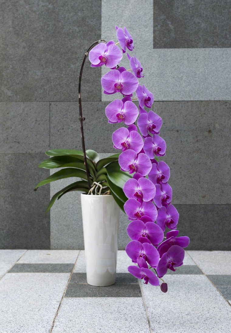 Premium Phalaenopsis- Award-winning